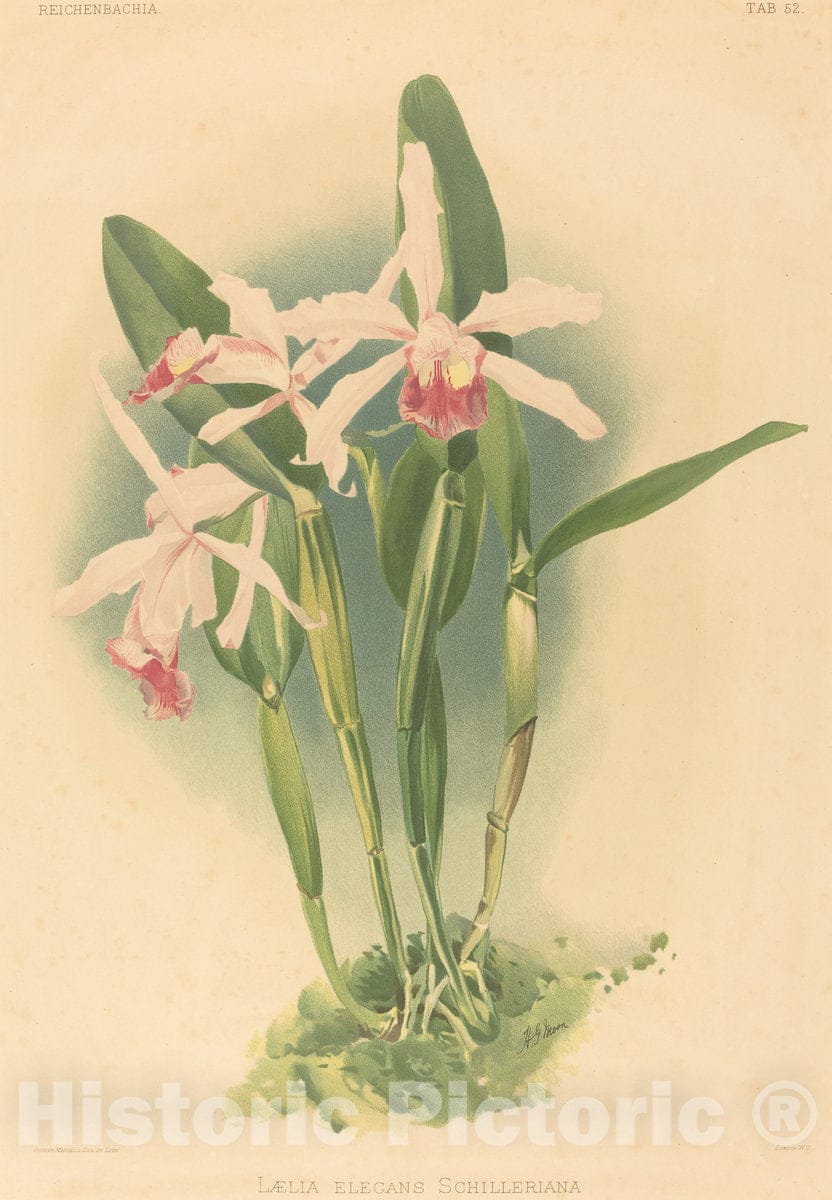 Art Print : Mansell After Moon, Laelia Elegans Schilleriana - Vintage Wall Art