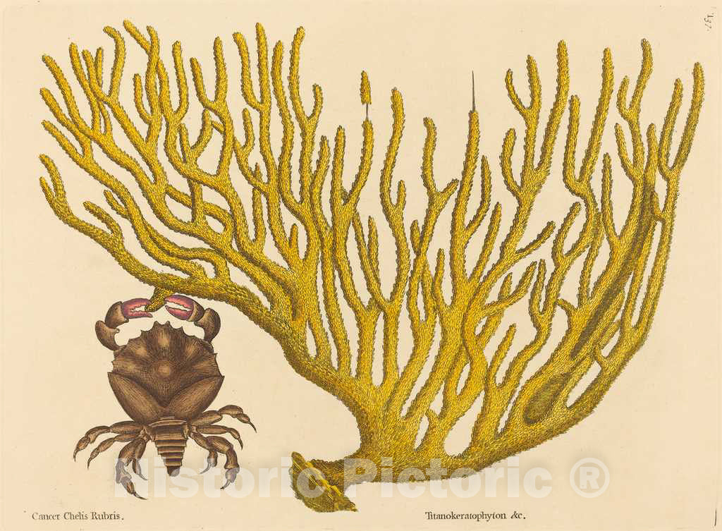Art Print : Mark Catesby, The Red Clawed Crab (Cancer erythropus), 1731-1743 - Vintage Wall Art