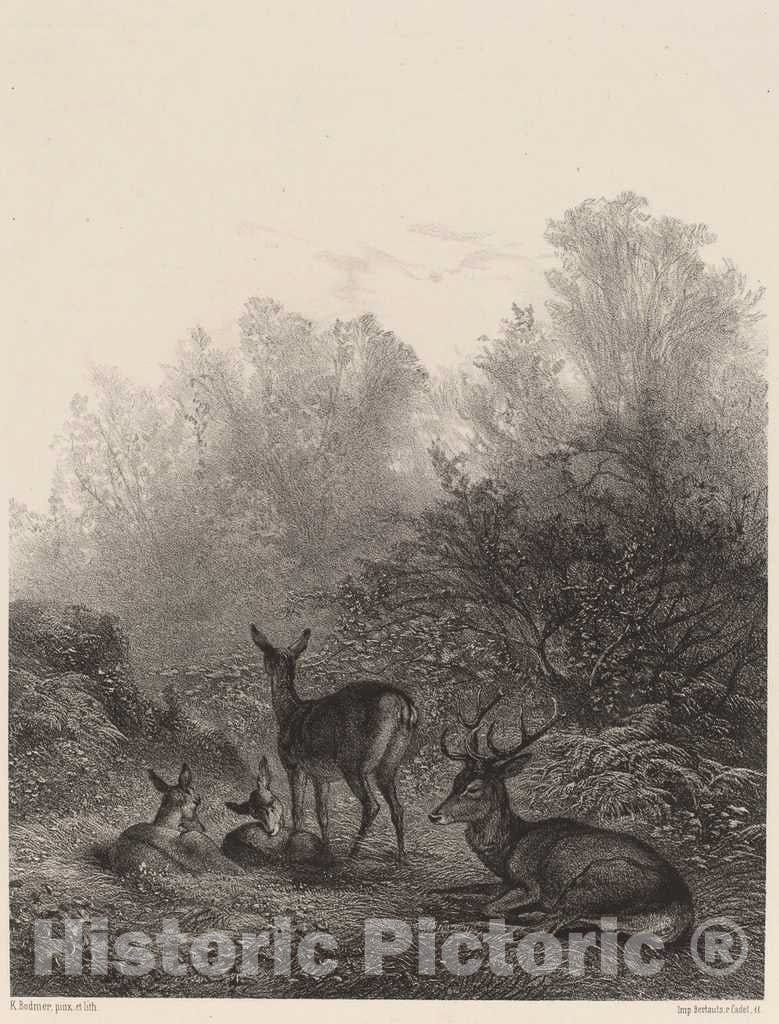 Art Print : Karl Bodmer, Biches au repos - Vintage Wall Art