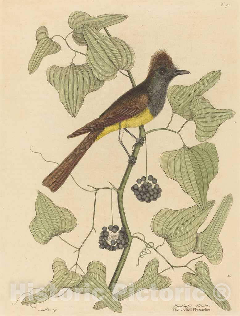 Art Print : Mark Catesby, The Crested Flycatcher (Muscicapa cristata), 1754 - Vintage Wall Art
