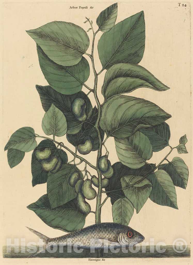 Art Print : Mark Catesby, The Pilchard (Argentina Carolina), 1731-1743 - Vintage Wall Art