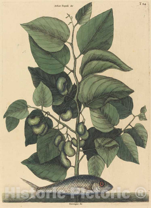 Art Print : Mark Catesby, The Pilchard (Argentina Carolina), 1731-1743 - Vintage Wall Art