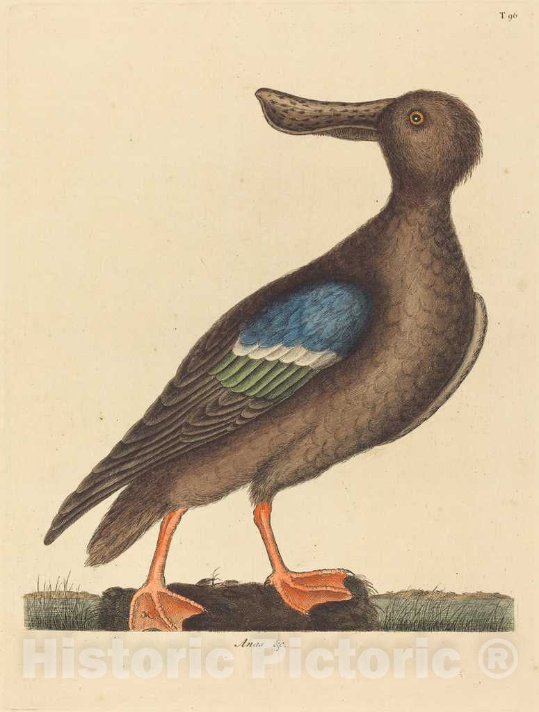 Art Print : Mark Catesby, The Blue Winged Shoveler (Anas clypeata foemina), 1731-1743 - Vintage Wall Art