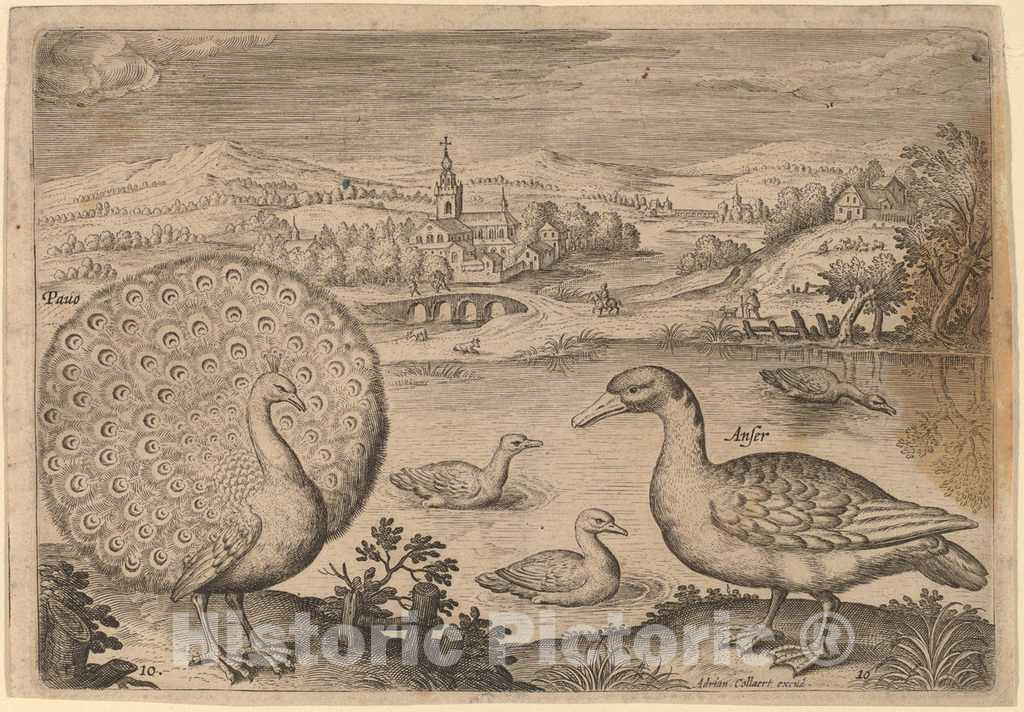 Art Print : Adriaen Collaert, Birds, Avium Vivae Icones - Vintage Wall Art