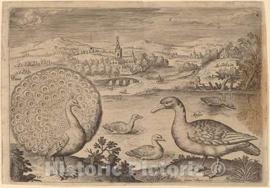 Art Print : Adriaen Collaert, Birds, Avium Vivae Icones - Vintage Wall Art
