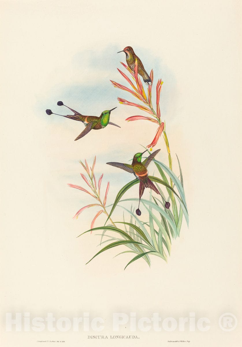 Art Print : Gould and H.C. Richter, Discura longicauda (Racket-Tail) - Vintage Wall Art