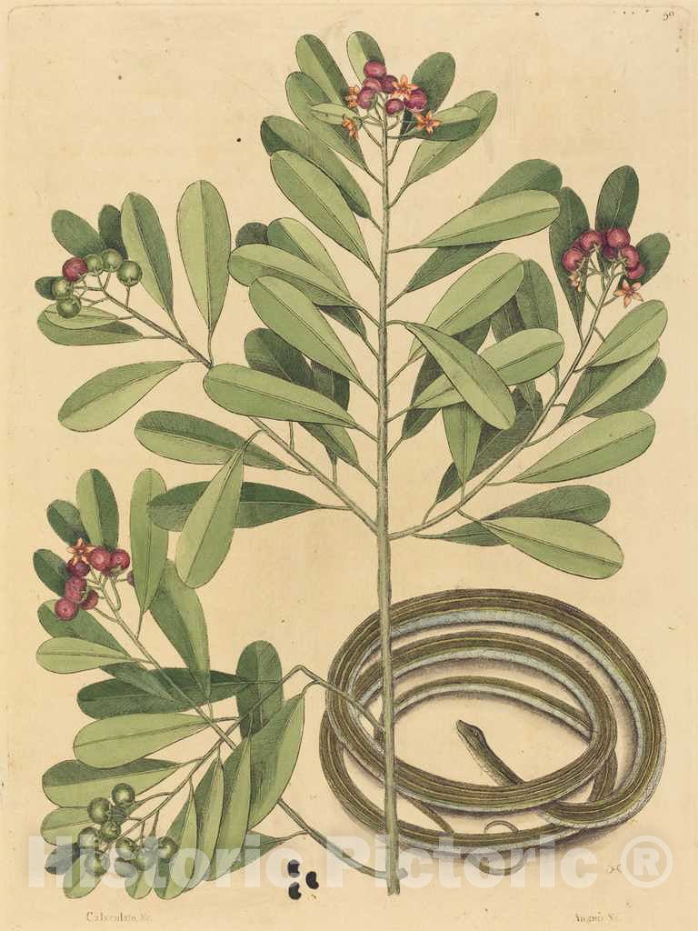 Art Print : Mark Catesby, The Ribbon Snake (Coluber saurita), 1731-1743 - Vintage Wall Art