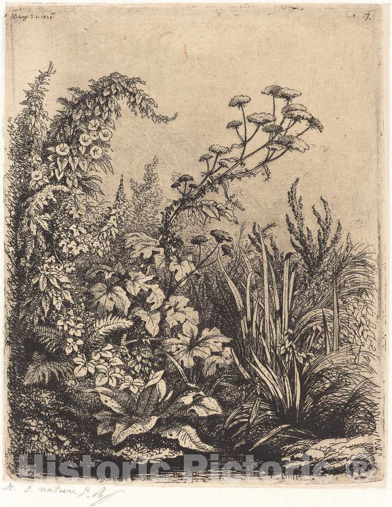 Art Print : EugÃ¨ne BlÃ©ry, La Petite berle aux liserons (Small Water-Parsnip with Bindweed), 1849 - Vintage Wall Art