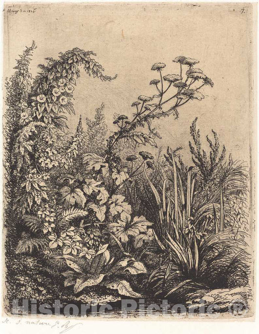 Art Print : EugÃ¨ne BlÃ©ry, La Petite berle aux liserons (Small Water-Parsnip with Bindweed), 1849 - Vintage Wall Art