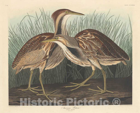 Art Print : Havell After Audubon, American Bittern, 1836 - Vintage Wall Art