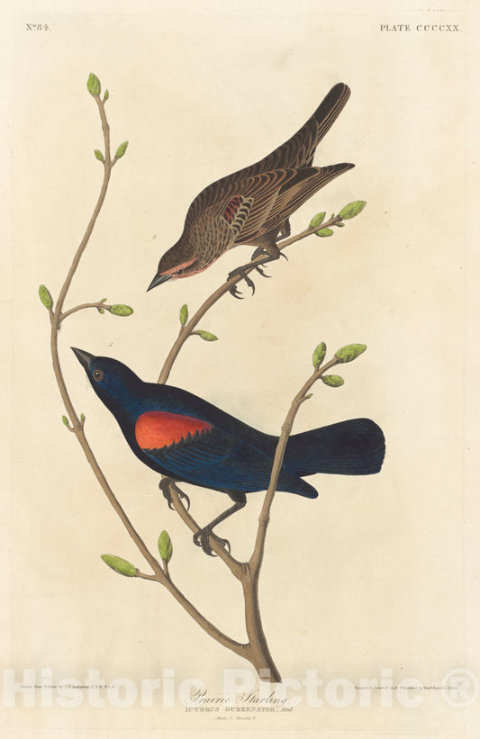 Art Print : Havell After Audubon, Prairie Starling, 1838 - Vintage Wall Art