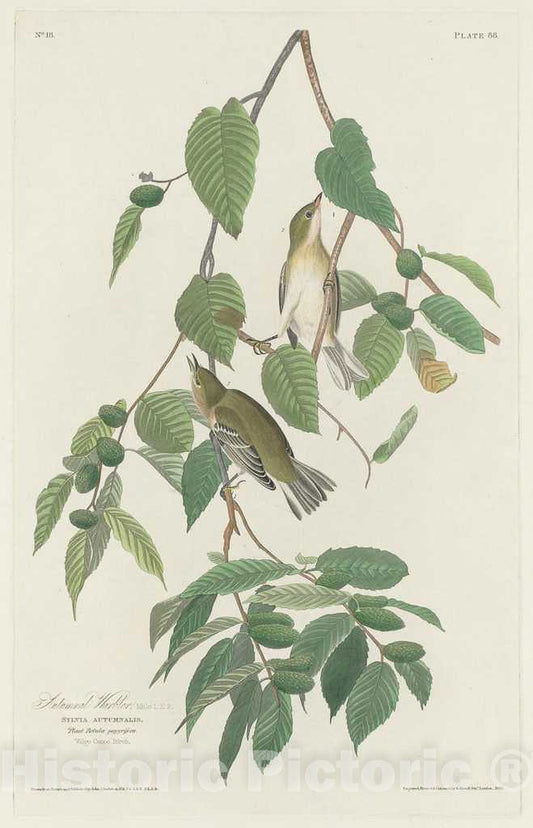 Art Print : Havell After Audubon, Autumnal Warbler, 1830 - Vintage Wall Art