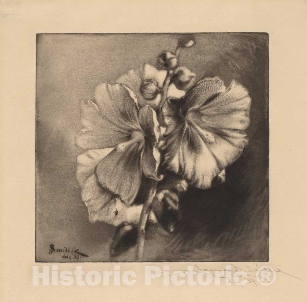 Art Print : Smillie, Single Hollyhocks, 1889 - Vintage Wall Art