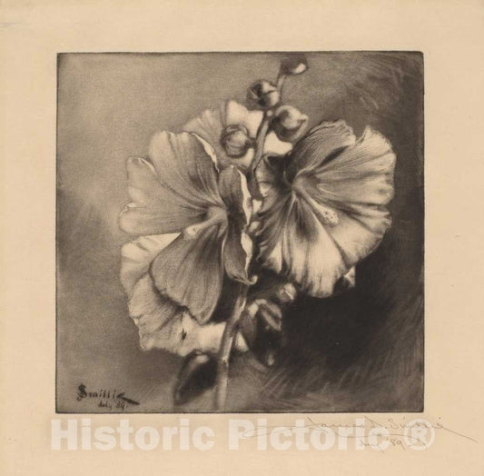 Art Print : Smillie, Single Hollyhocks, 1889 - Vintage Wall Art