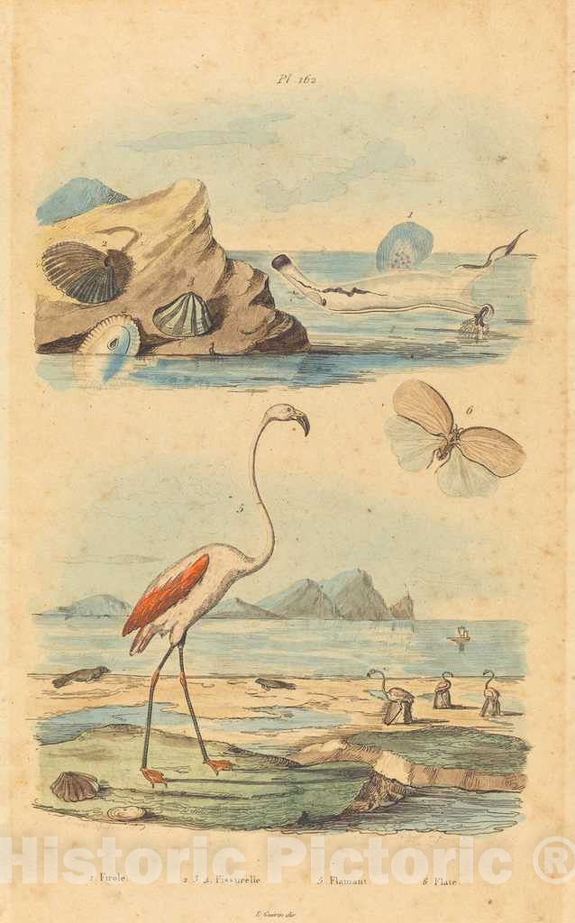 Art Print : Joh. Pfitzer After Acavie Baron, Flamingos and Shells, c.1836 - Vintage Wall Art