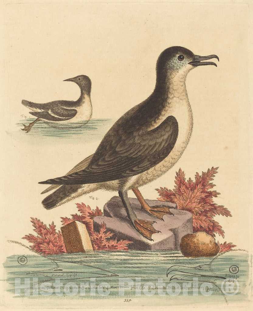 Art Print : George Edwards, The Guillemot and The Puffin of The Isle of Man, 1762 - Vintage Wall Art