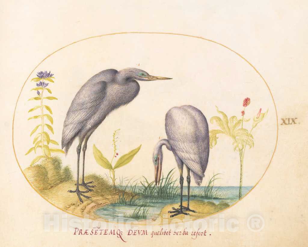 Art Print : Joris Hoefnagel, Animalia Volatilia et Amphibia (Aier): Plate XIX, c.1578 - Vintage Wall Art