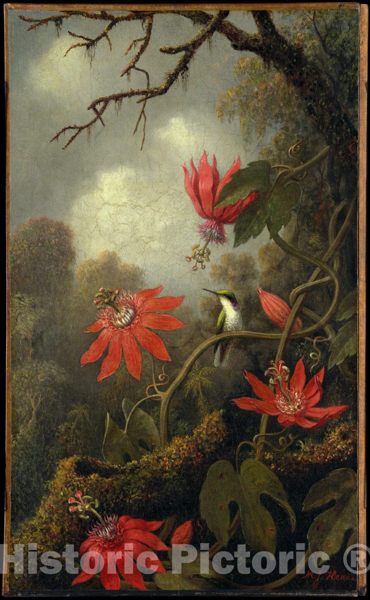 Art Print : Martin Johnson Heade - Hummingbird and Passionflowers : Vintage Wall Art