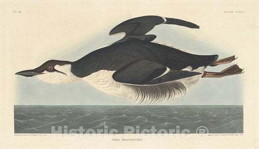 Art Print : Havell After Audubon, Uria Brunnichii, 1835 - Vintage Wall Art