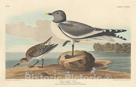 Art Print : Havell After Audubon, Fork-Tailed Gull, 1835 - Vintage Wall Art
