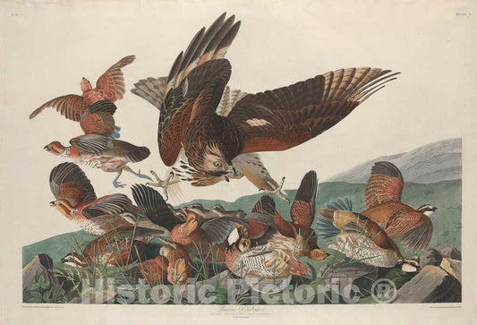 Art Print : Havell After Audubon, Virginian Partridge, 1830 - Vintage Wall Art