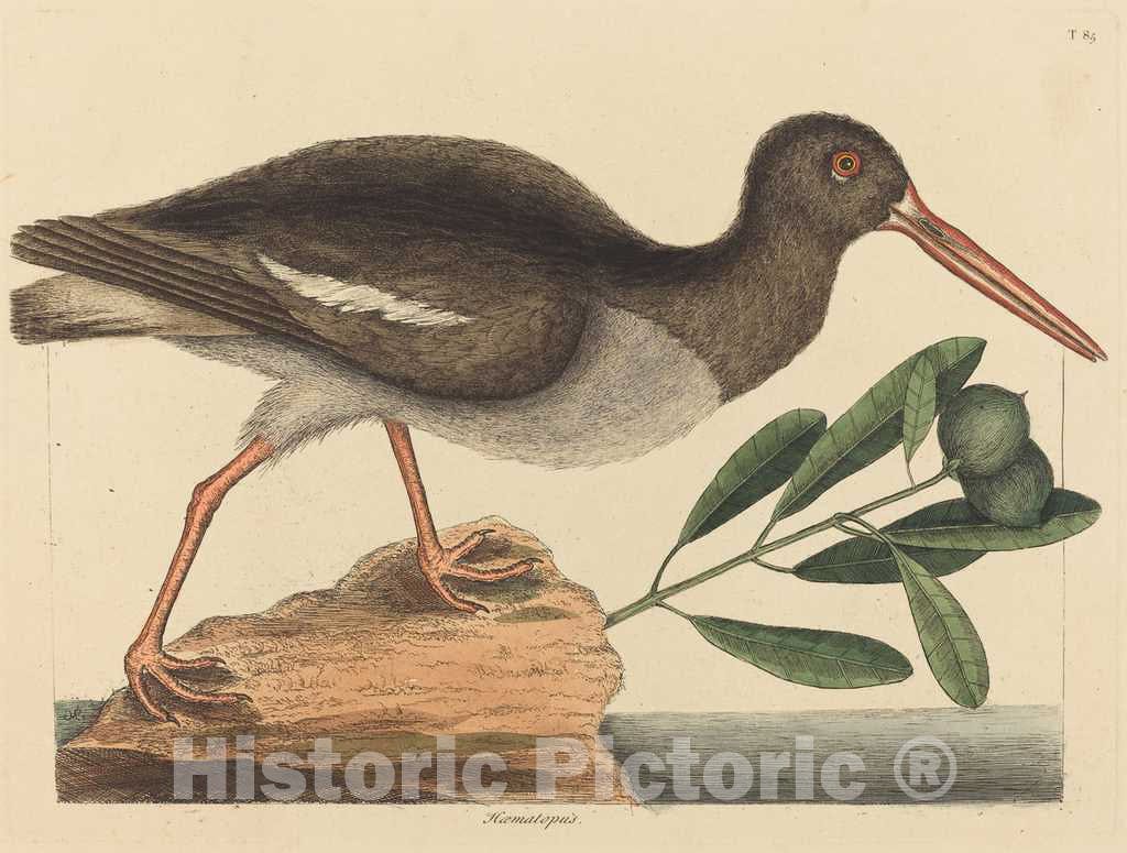Art Print : Mark Catesby, The Oyster-Catcher (Hoematopus ostralegus), 1731-1743 - Vintage Wall Art