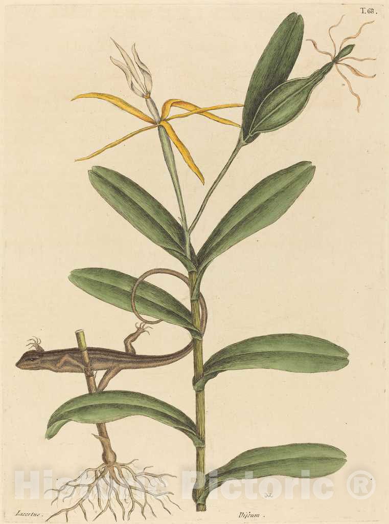Art Print : Mark Catesby, The Lyon Lizard (Lacerta 6-lineata), 1731-1743 - Vintage Wall Art