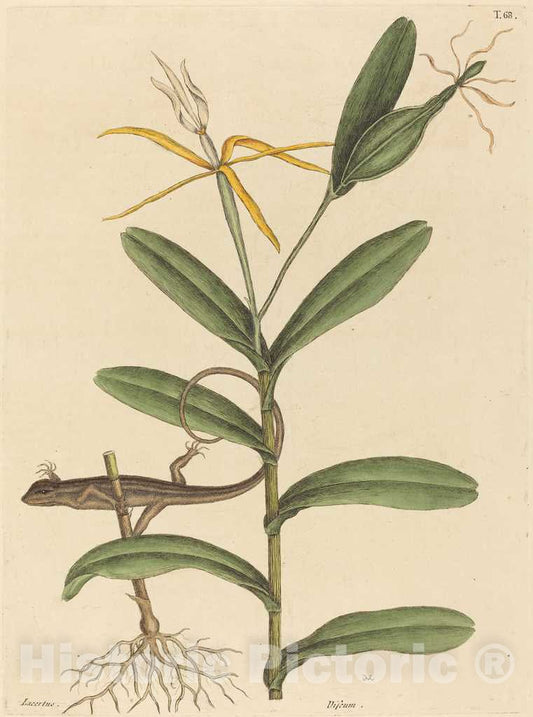 Art Print : Mark Catesby, The Lyon Lizard (Lacerta 6-lineata), 1731-1743 - Vintage Wall Art
