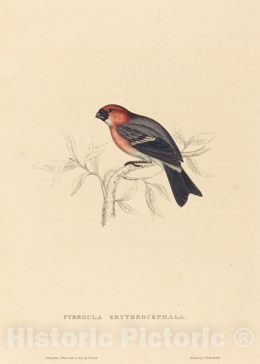 Art Print : Elizabeth Gould, Pyrrhula Erythrocephala (Redheaded Bullfinch) - Vintage Wall Art