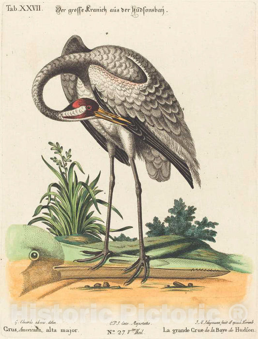 Art Print : Seligmann After Edwards, Grus Americana, alta Major - Vintage Wall Art