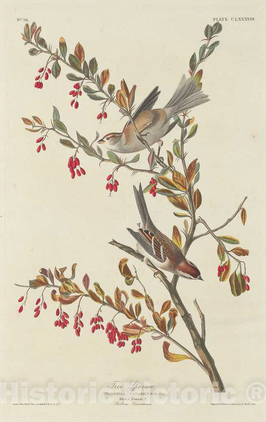 Art Print : Havell After Audubon, Tree Sparrow, 1834 - Vintage Wall Art