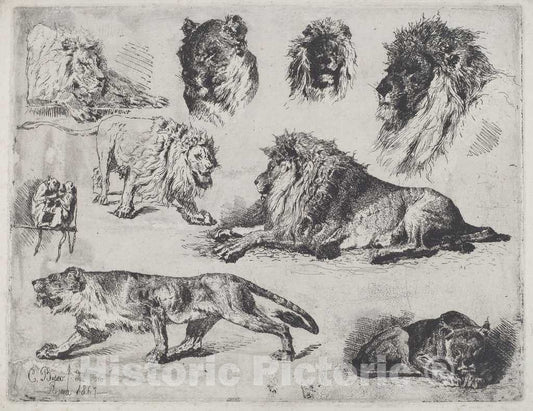 Art Print : Cesare Biseo, Study of Lions, 1867 - Vintage Wall Art