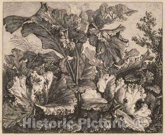 Art Print : Carl Wilhelm Kolbe, Small Plant Study: a Burdock, Delicate Tufts of Grass at Left, c.1827 - Vintage Wall Art