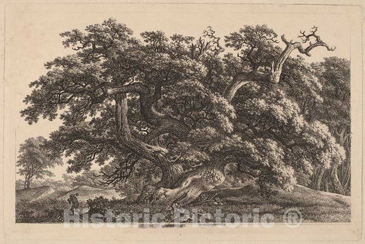 Art Print : Carl Wilhelm Kolbe, A Widely Expanding Oak Tree, c.1828 - Vintage Wall Art