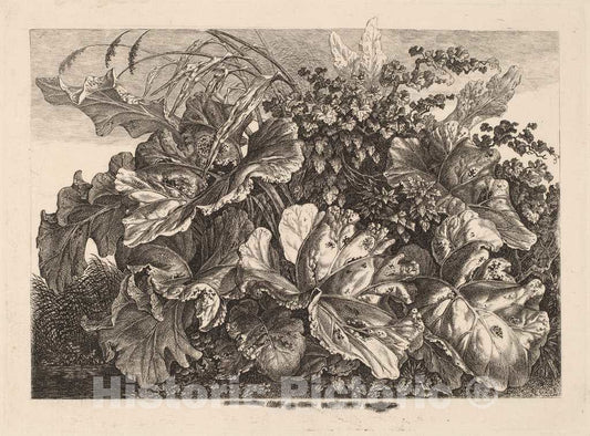 Art Print : Carl Wilhelm Kolbe, Foliage Study with Reed and Hops, c.1827 - Vintage Wall Art