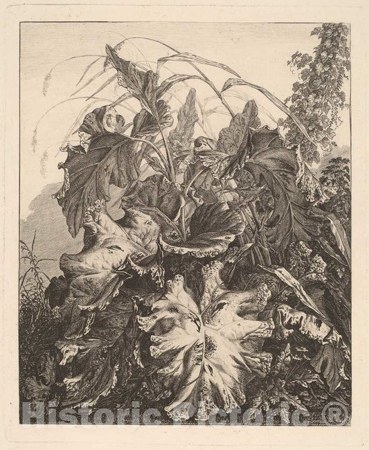 Art Print : Carl Wilhelm Kolbe, Foliage with Reeds, c.1810 - Vintage Wall Art