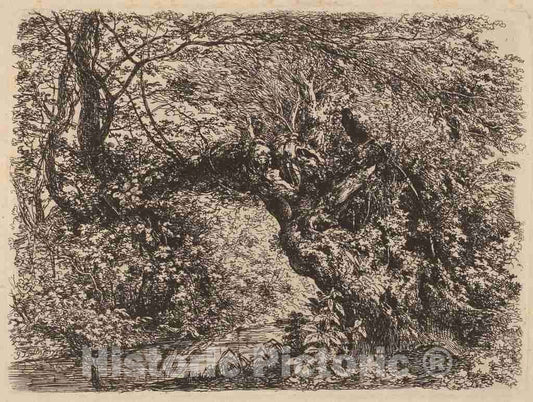 Art Print : Johann Georg von Dillis, an Old Willow by a Stream, 1793 - Vintage Wall Art