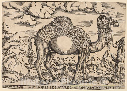 Art Print : Georg Mattheus, A Dromedary, 1551-1572 - Vintage Wall Art