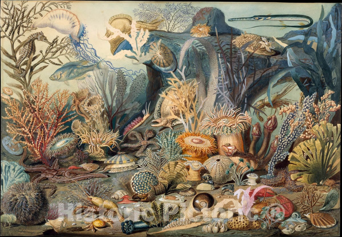 Art Print : James M. Sommerville - Ocean Life : Vintage Wall Art