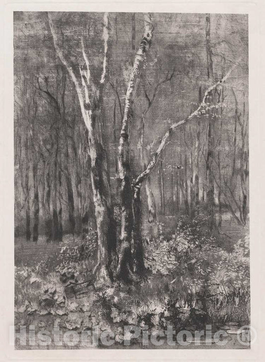 Art Print : MosÃ¨ Bianchi, Woods in The Park Near Monza, 1895 - Vintage Wall Art