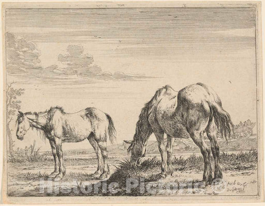 Art Print : Dirck Stoop, Two Grazing Horses, 1651 - Vintage Wall Art