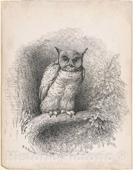Art Print : William Holbrook Beard, Owl, 1889 - Vintage Wall Art