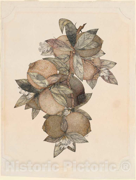 Art Print : Rufus King, Pomegranate Fruit, 1867 - Vintage Wall Art