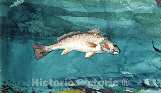 Art Print : Winslow Homer - Channel Bass : Vintage Wall Art