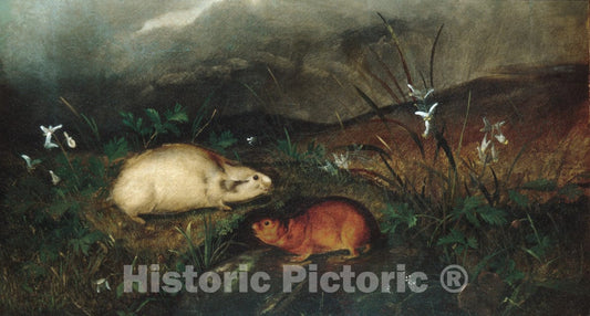 Art Print : John Woodhouse Audubon - Hudson's Bay Lemming : Vintage Wall Art