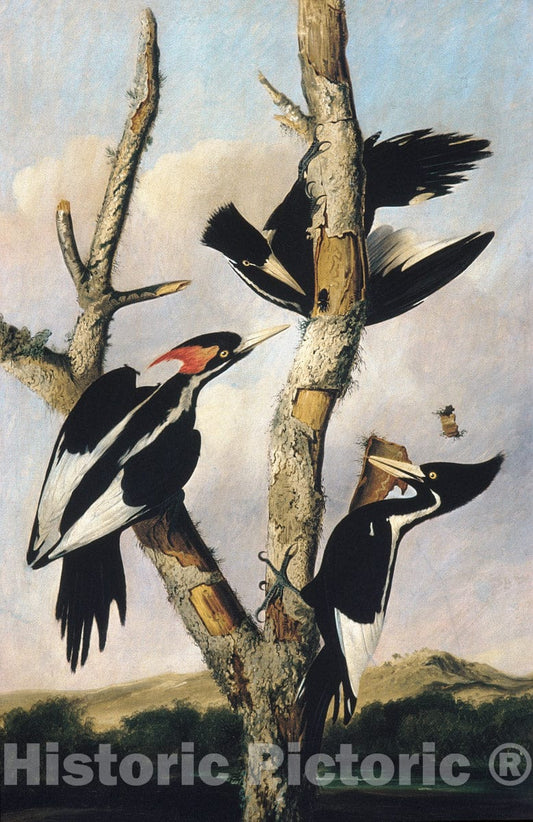 Art Print : Joseph Bartholomew Kidd - Ivory-Billed Woodpeckers : Vintage Wall Art