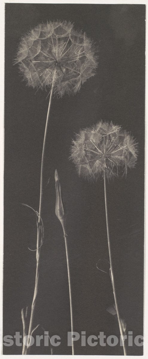 Photo Print : Frederick H. Evans - Dandelions : Vintage Wall Art