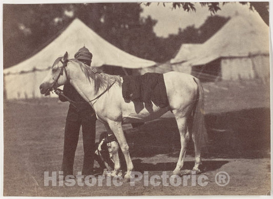 Photo Print : My Arab Antelope : Vintage Wall Art