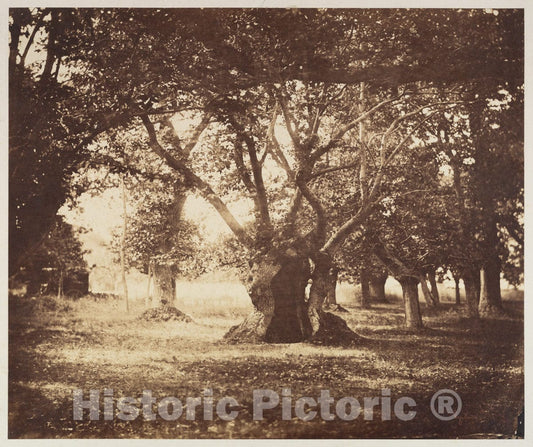 Photo Print : Gustave Le Gray - Hollow Oak Tree, Fontainebleau : Vintage Wall Art