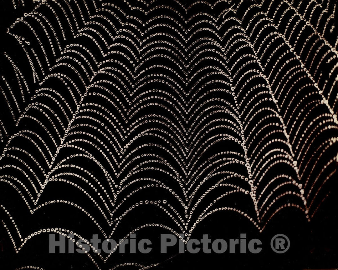 Photo Print : Wilson Alwyn Bentley - Dew on a Spider Web : Vintage Wall Art